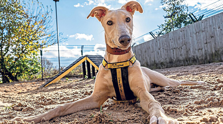 A photograph of an excitable lurcher-cross dog