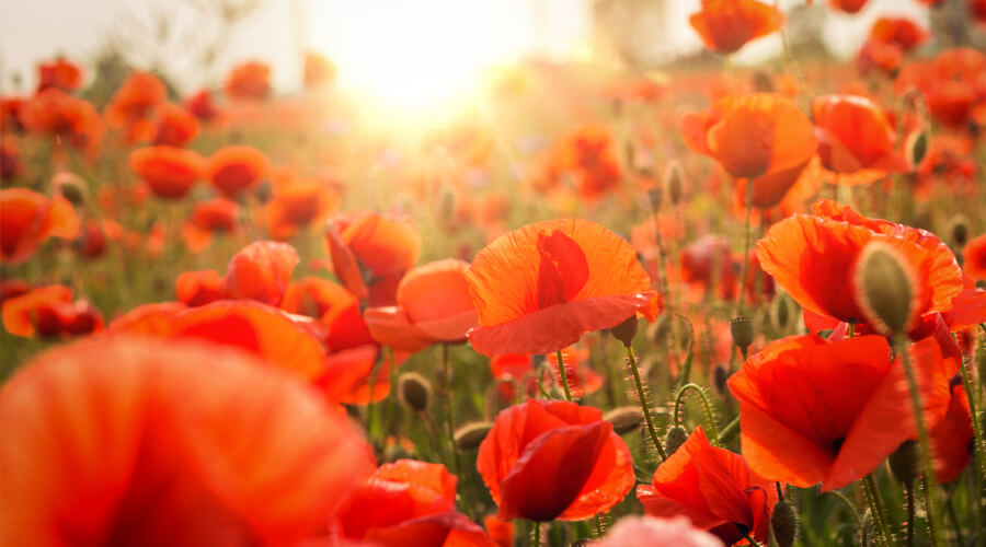 A photograph showing a field of poppies